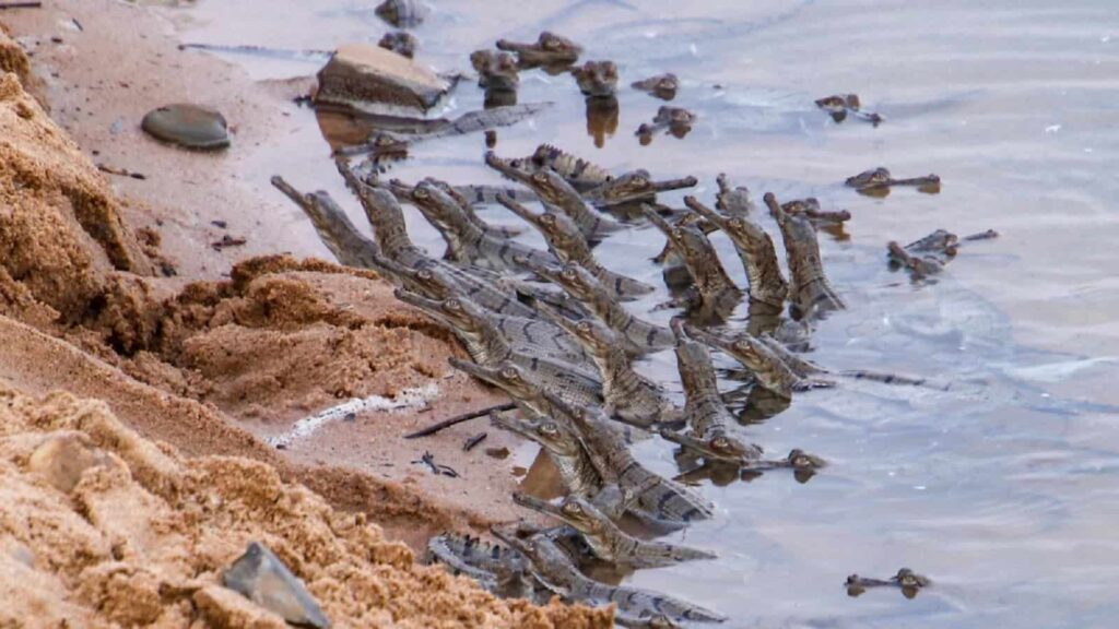 Son Gharial Sanctuary
