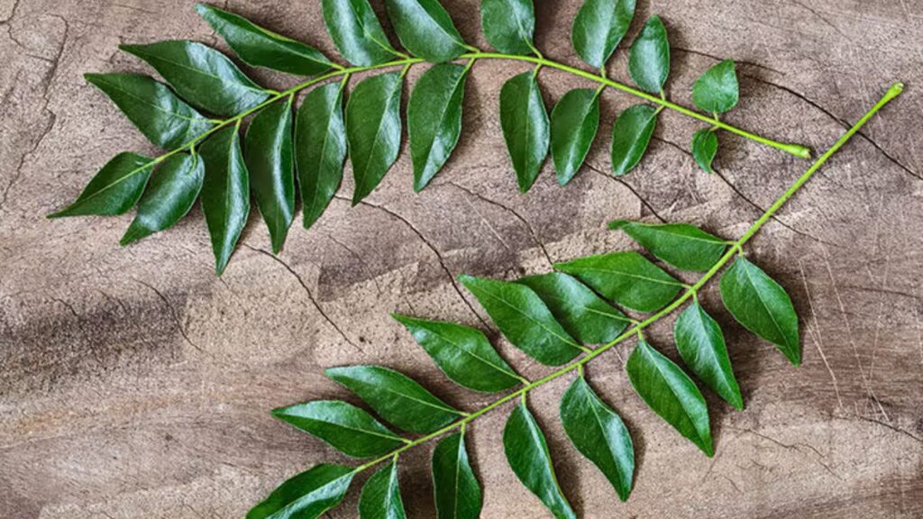 Curry Leaves and Coconut Oil Long Hair Remedy