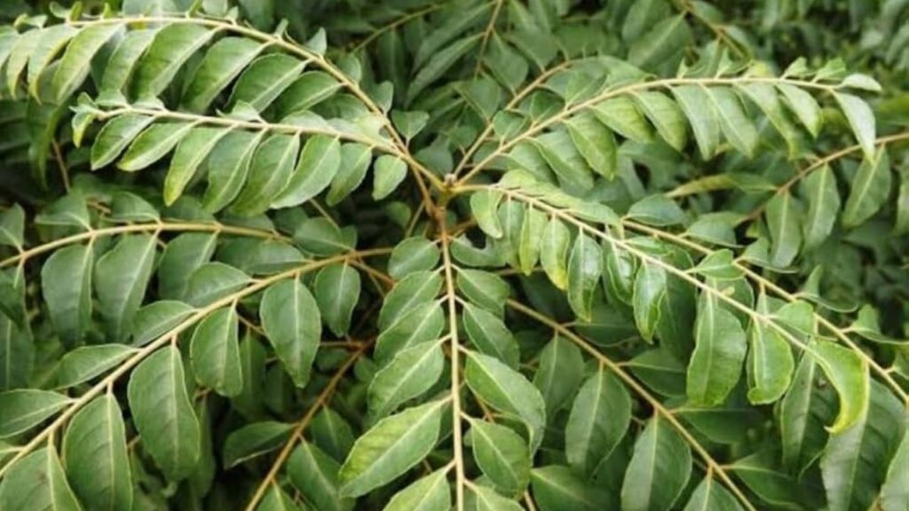 Curry Leaves and Coconut Oil Long Hair Remedy