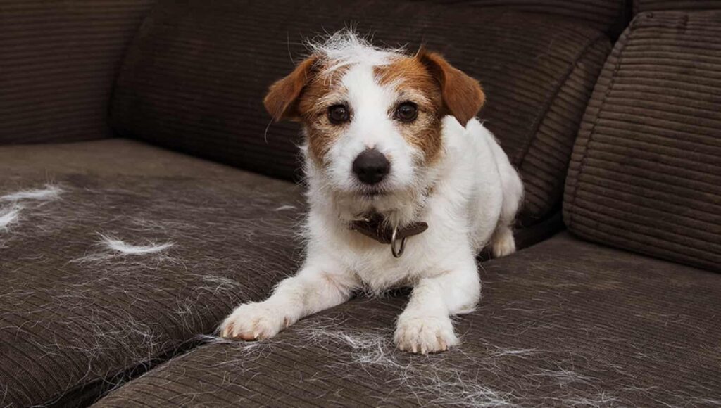 Rainy Weather and Pet Hair Fall