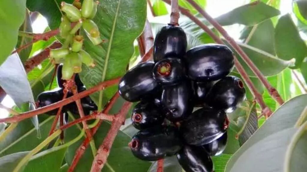 Jamun Ke Beej Ke Labh