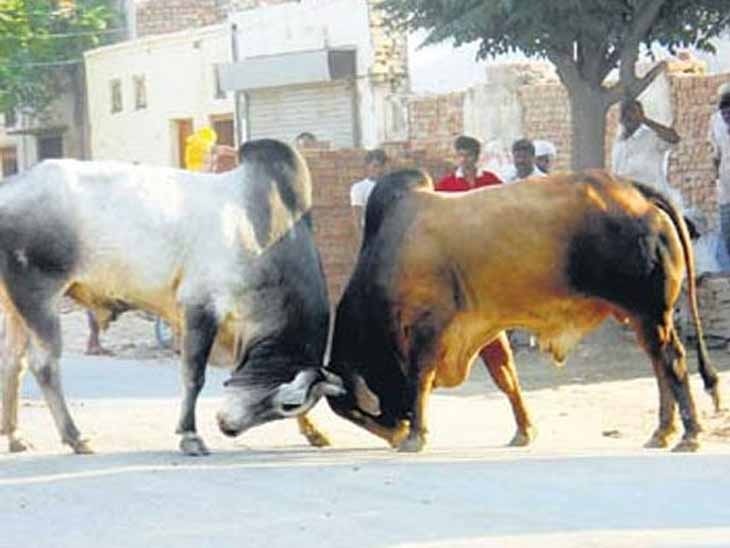bull attack