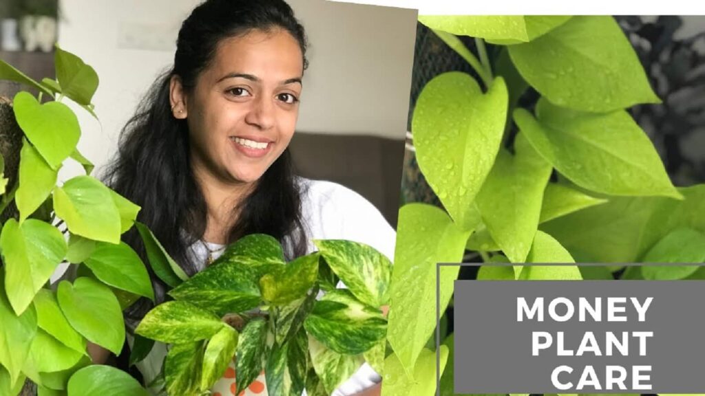 Money Plant Care Tips In Hindi