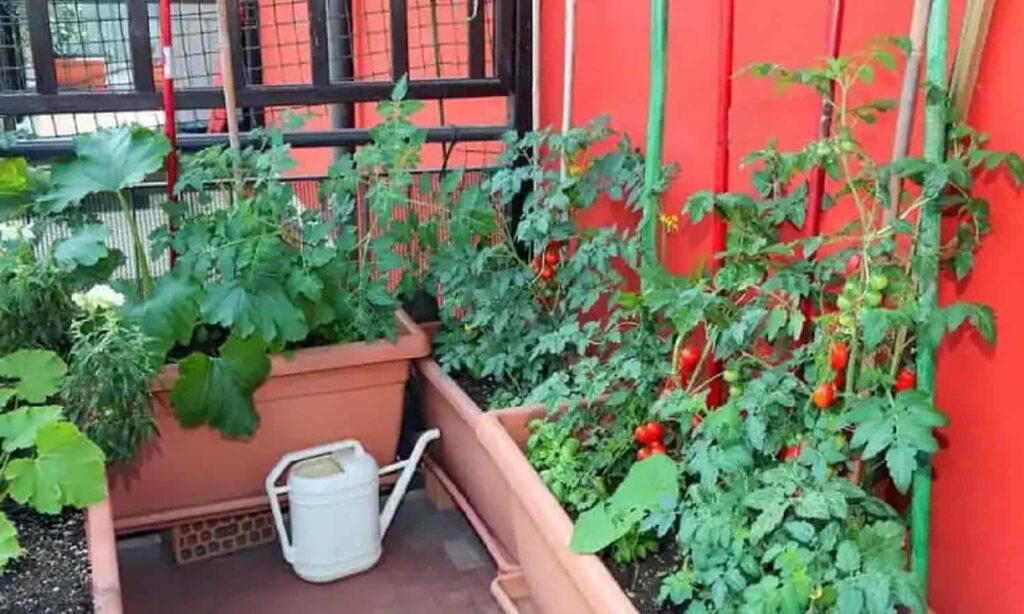garden-