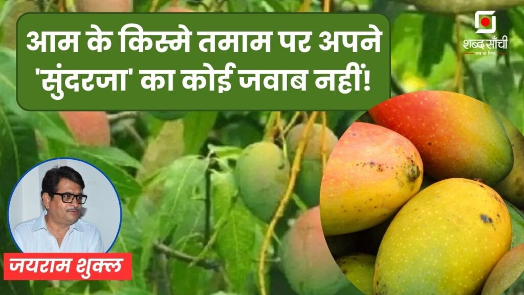 Rewa Sundarja Aam, Rewa Madhya Pradesh