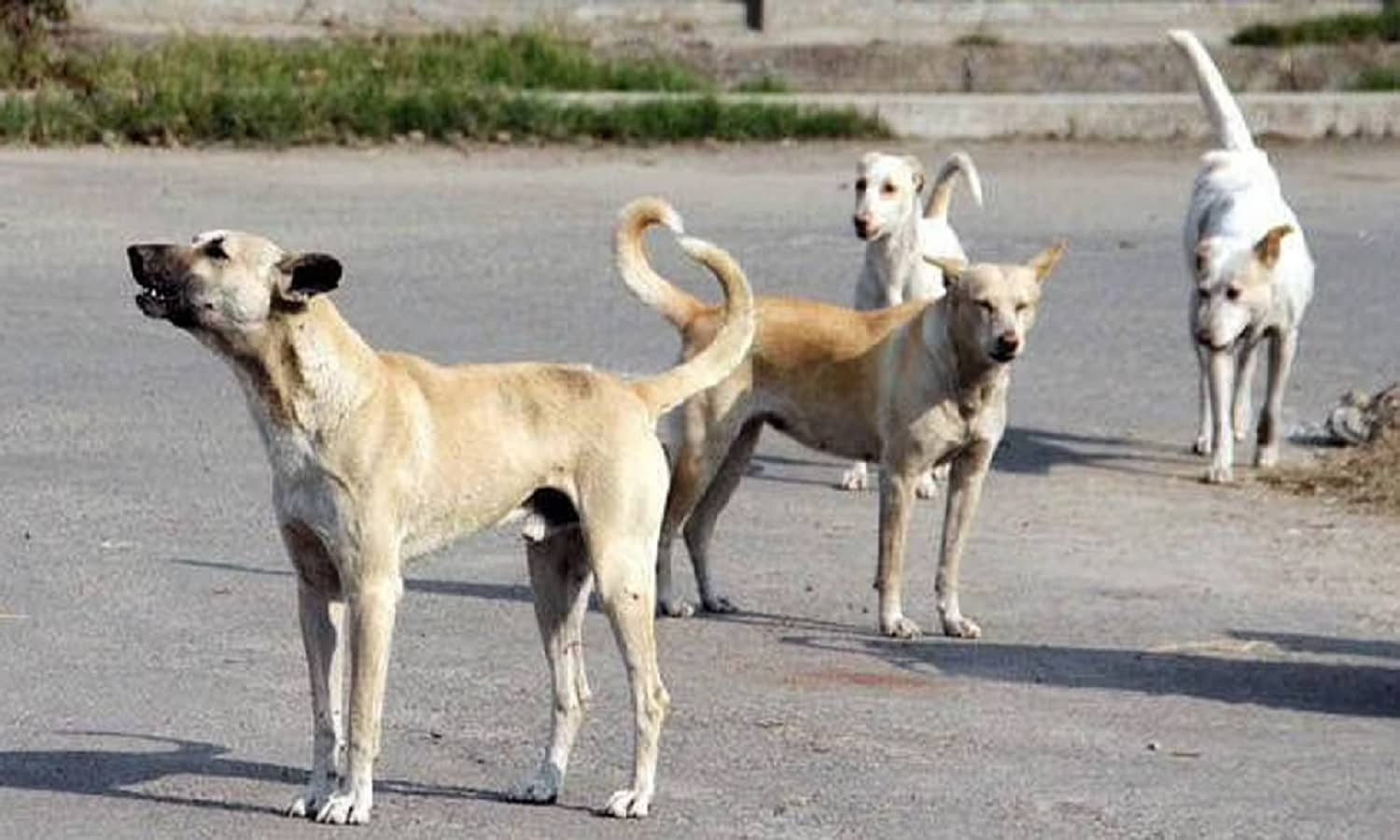 MP: मंदसौर में आवारा कुत्तों का हमला, 4 साल के मासूम की दर्दनाक मौत