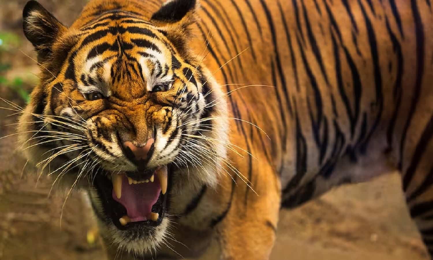 Attack Of The Tiger: रणथम्भौर फोर्ट में बाघ के हमले से चौकीदार की मौत