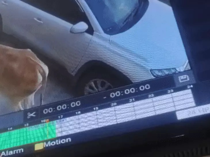 Car tramples calf in Satna