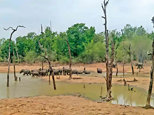 Shahdol