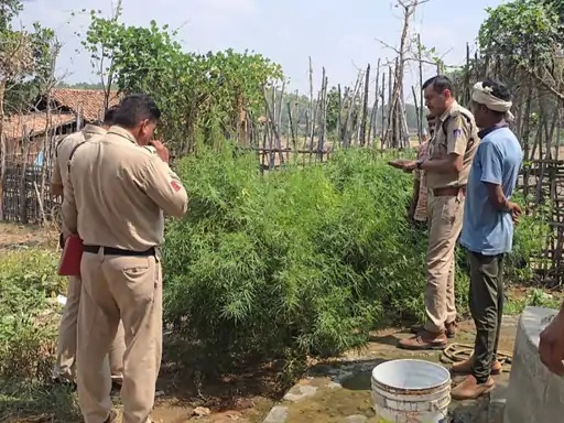 Illegal marijuana cultivation
