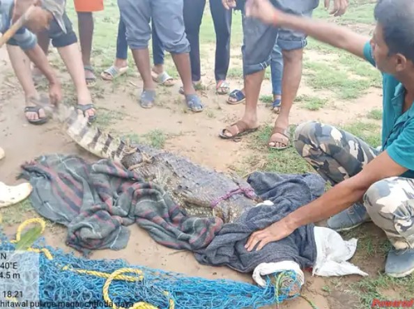 Crocodile entered in Godha village of Singrauli