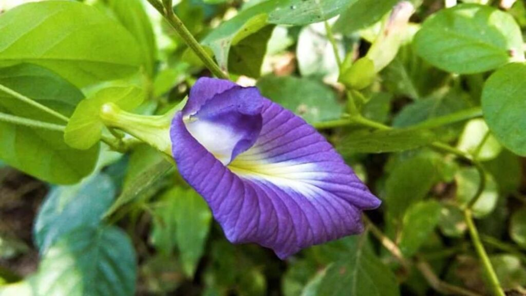 Aprajita Ka Plant Kaha Lagaye