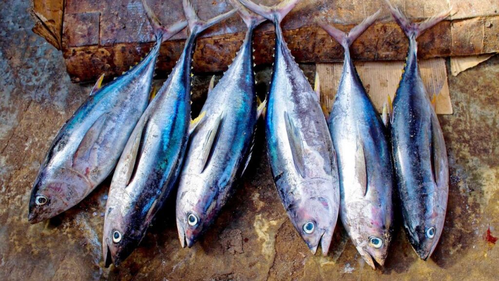 Benefits of Eating Tuna Fish