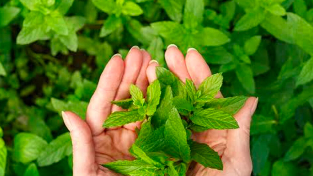 Tulsi leaves benefits
