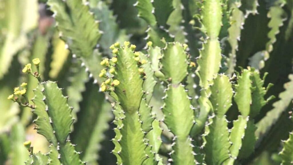 Tridhara Cactus Evil Eye Removal Plant