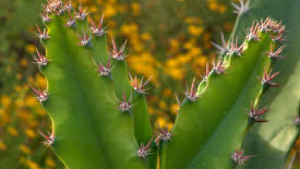Tridhara Cactus Evil Eye Removal Plant