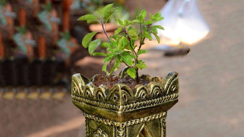 Tulsi Puja Niyam