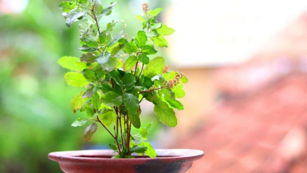 Tulsi Puja Niyam