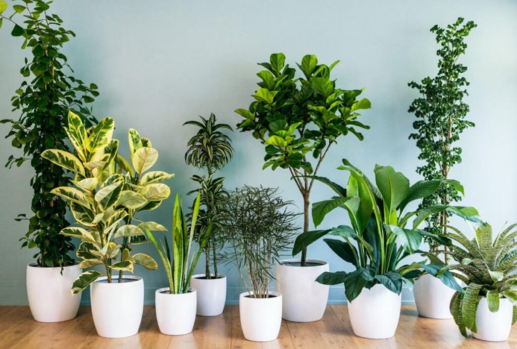 do not plant these plants at home