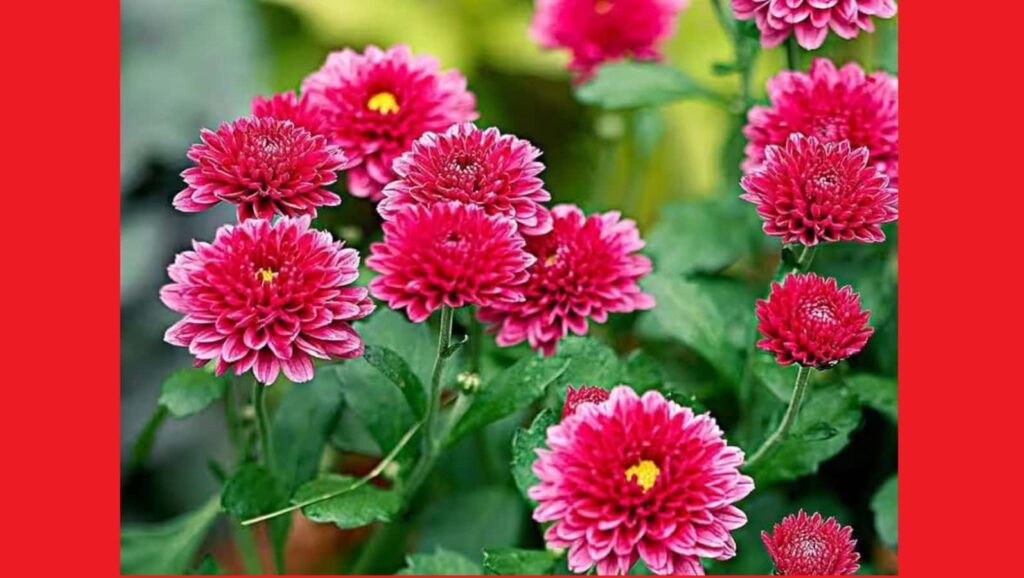 Madhya Pradesh Flower Production Rankings