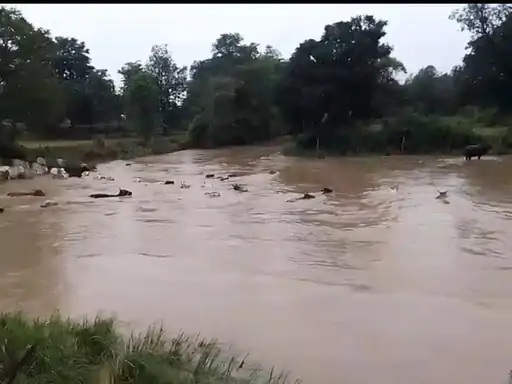Unique meeting of snake and serpent seen in Rewa