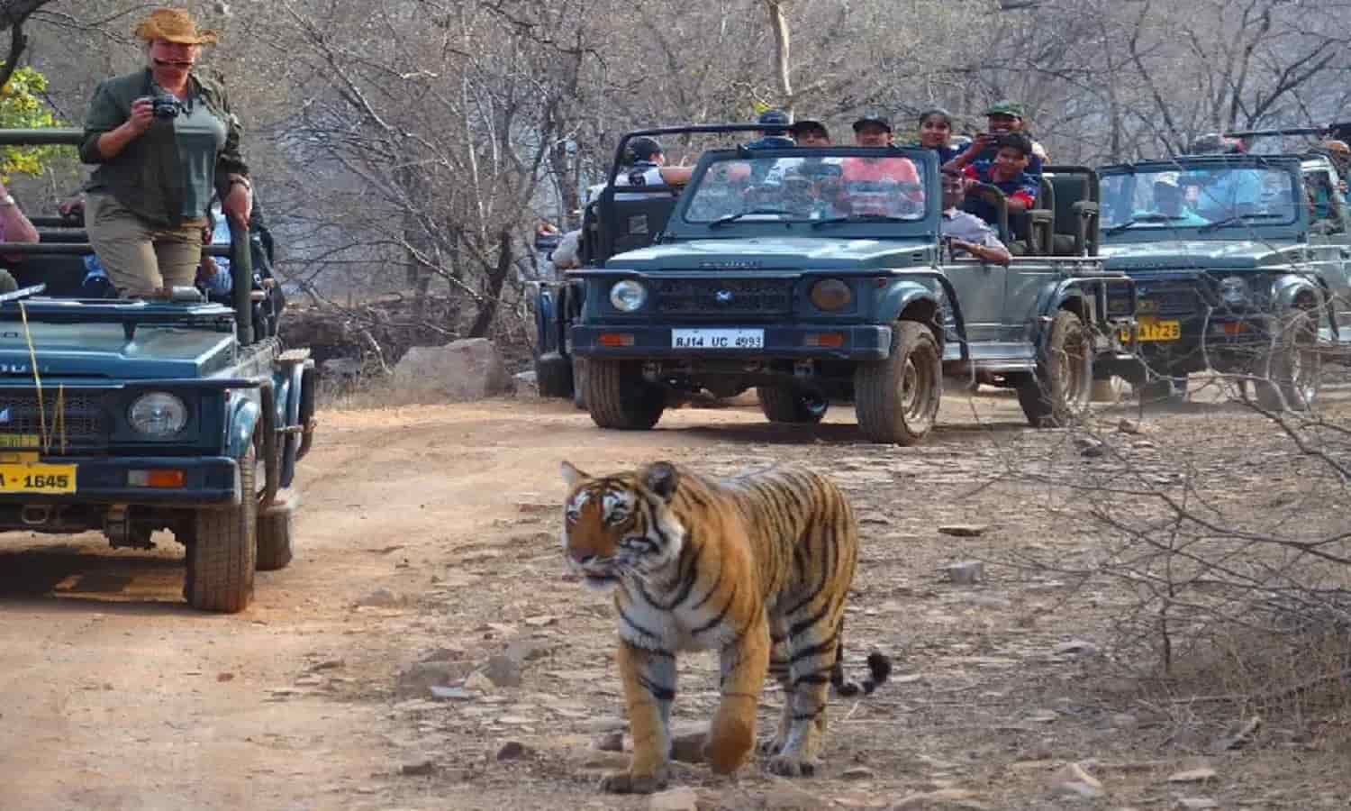 MP: टाइगर रिजर्व और नेशनल पार्क की सैर महंगी, 1 अक्टूबर 2025 से 10% बढ़ेगा प्रवेश शुल्क