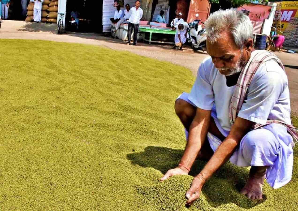 जबलपुर में ग्रीष्मकालीन मूंग एवं उड़द का उपार्जन प्रारंभ