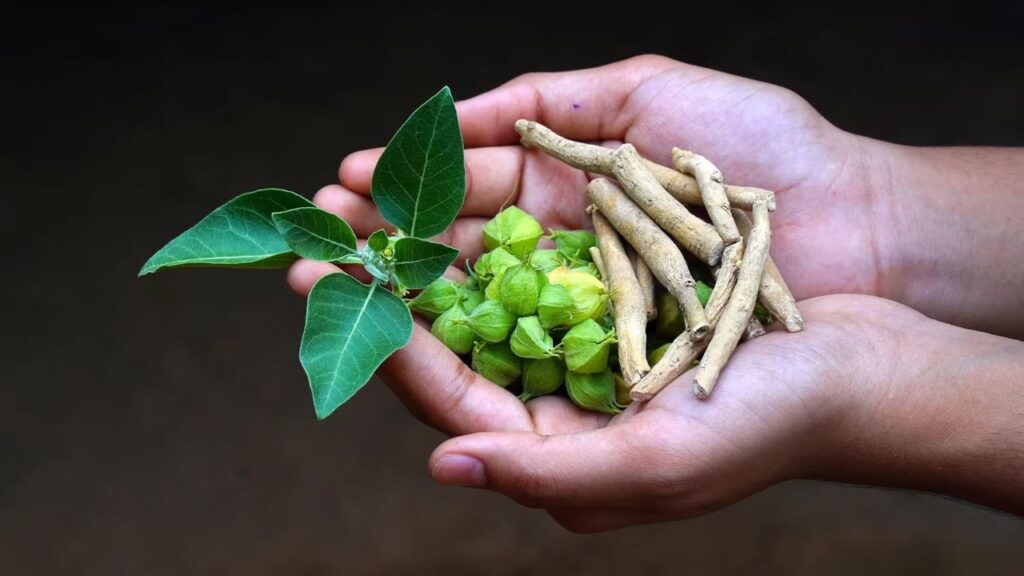 Ashvagandha Benefits
