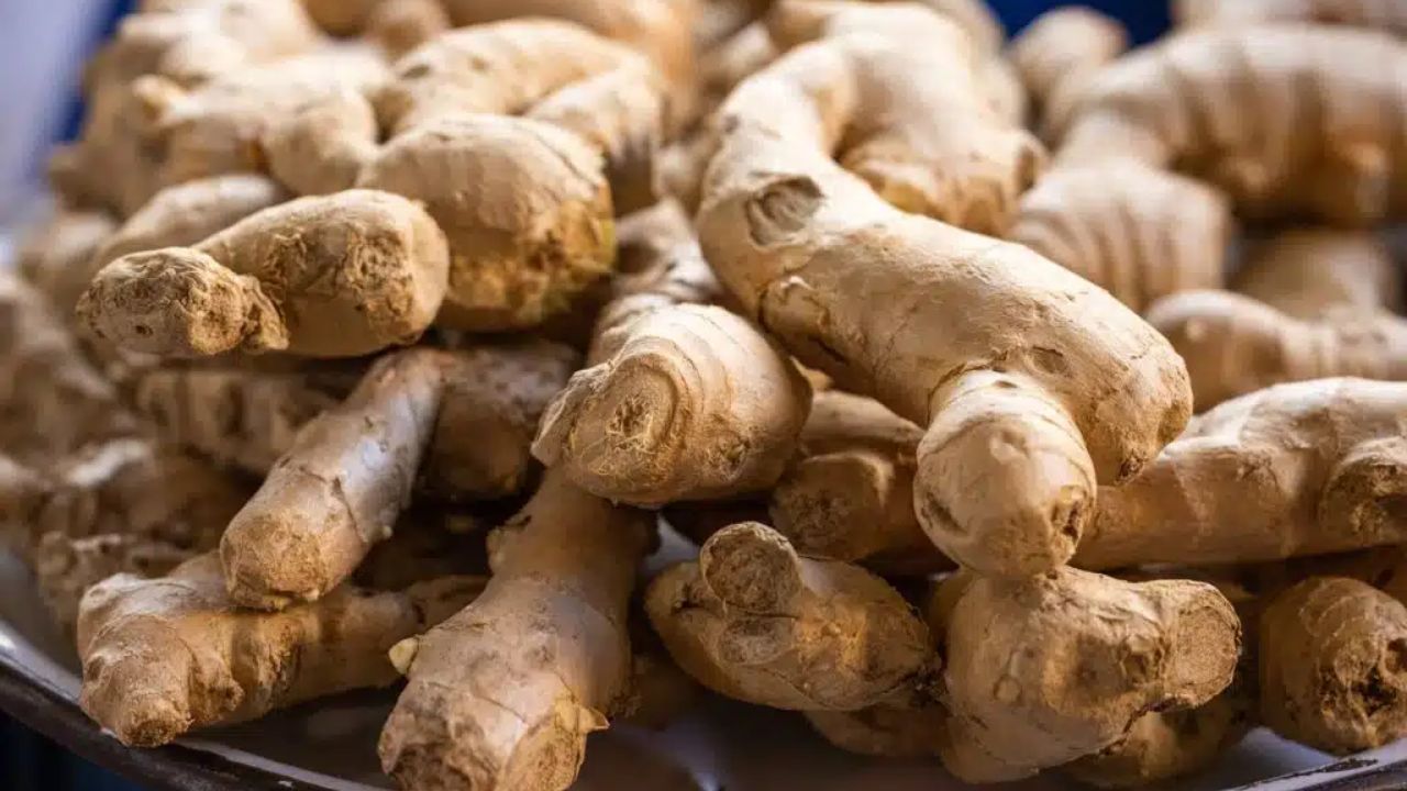 Benefits of Roasted Ginger: रोजाना करें भुनी हुई अदरक का सेवन पाचन से लेकर इम्यूनिटी में होगा सुधार