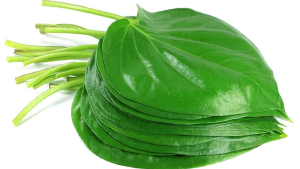Betel Leaf for Stomach Ache and Indigestion
