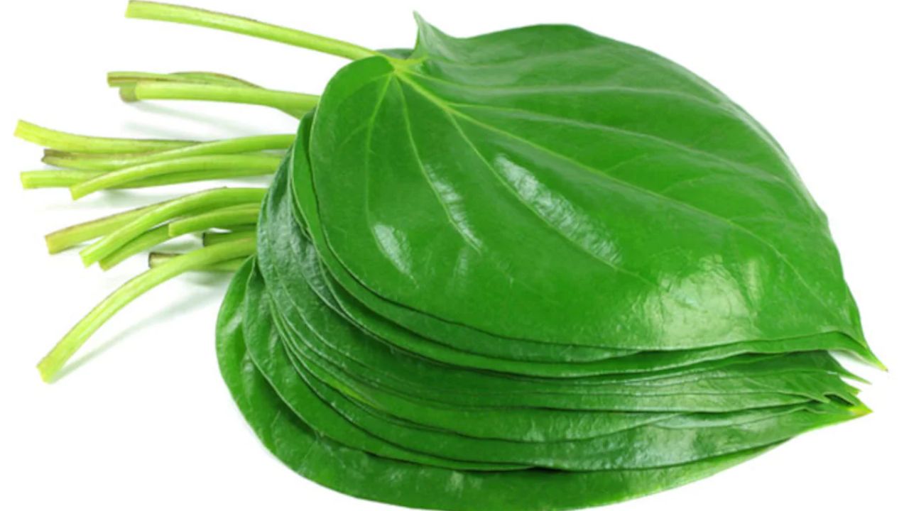 Betel Leaf for Stomach Ache and Indigestion: पान के पत्ते से पेट का दर्द करें चुटकियों में दूर
