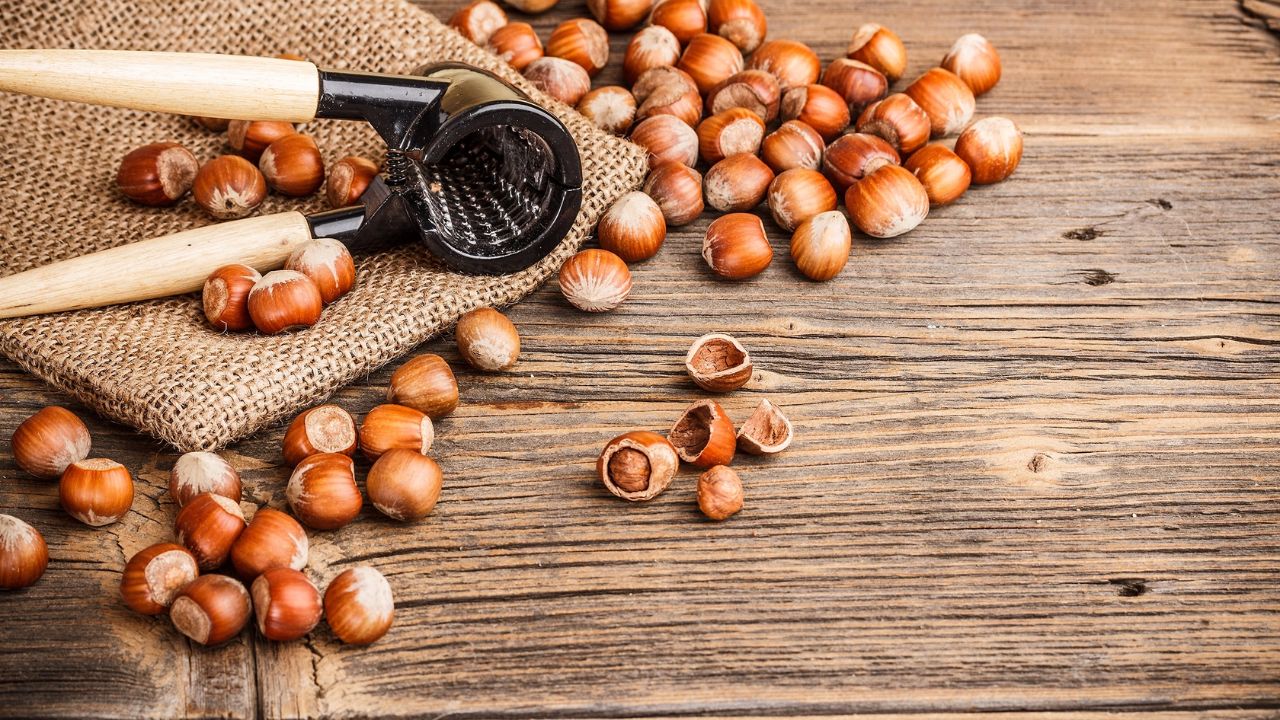 Hazelnuts Benefits: हेज़लनट्स रोजाना खाएं और देखें सेहत में सुधार
