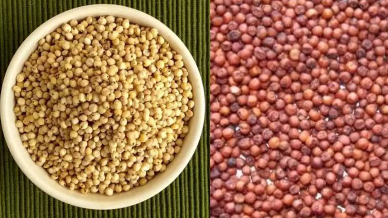 Johar Ragi Jowar or Ragi What is Best: ज्वार या रागी जानिए कौन सा अनाज है आपके लिए ...