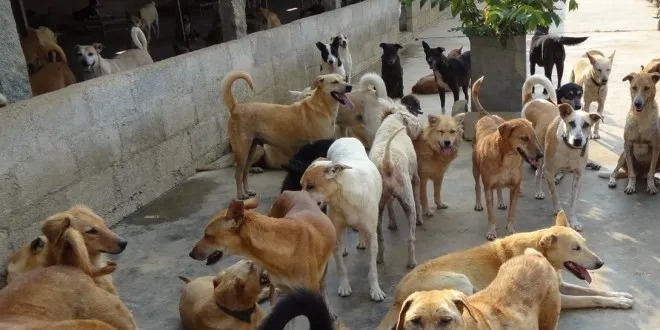 Terror of stray dogs in Rewa