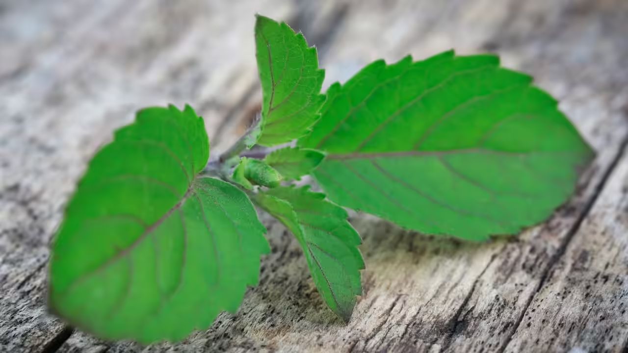 Tulsi Leaves to Control Cortisol Level