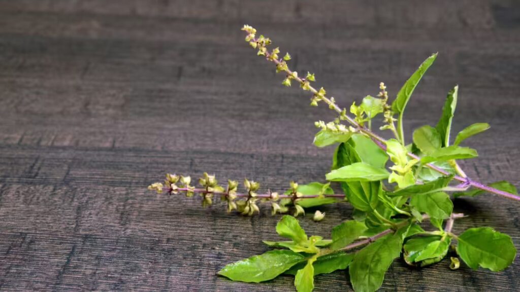 Tulsi Leaves to Control Cortisol Level