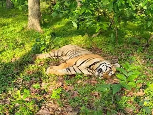 Sanjay Tiger Reserve