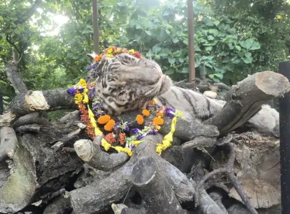 White tiger Tipu dies in Mukundpur Zoo