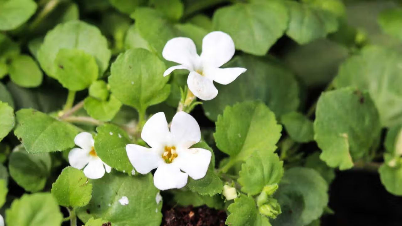 Brahmi Benefits for Kids