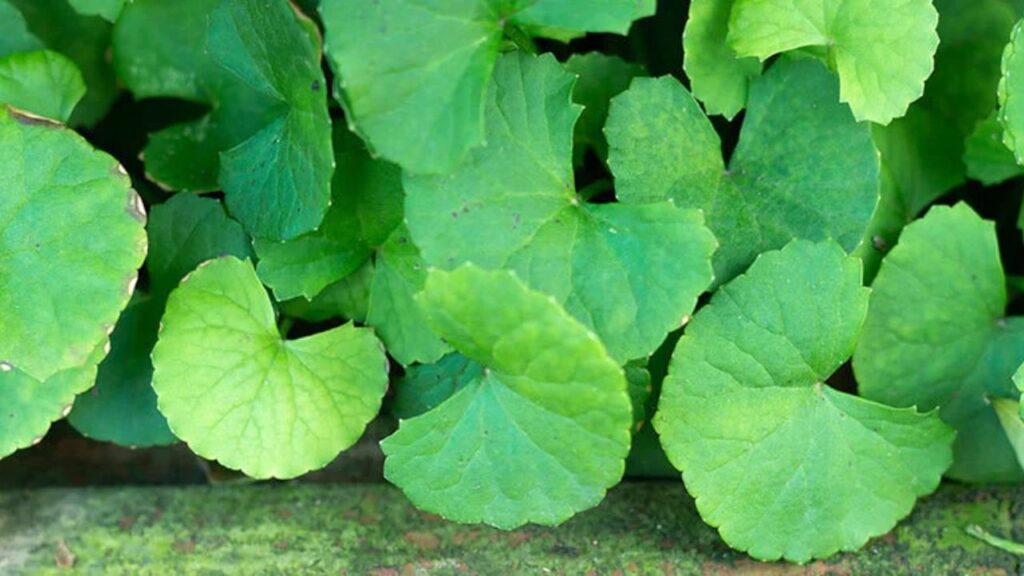 Brahmi Benefits for Kids