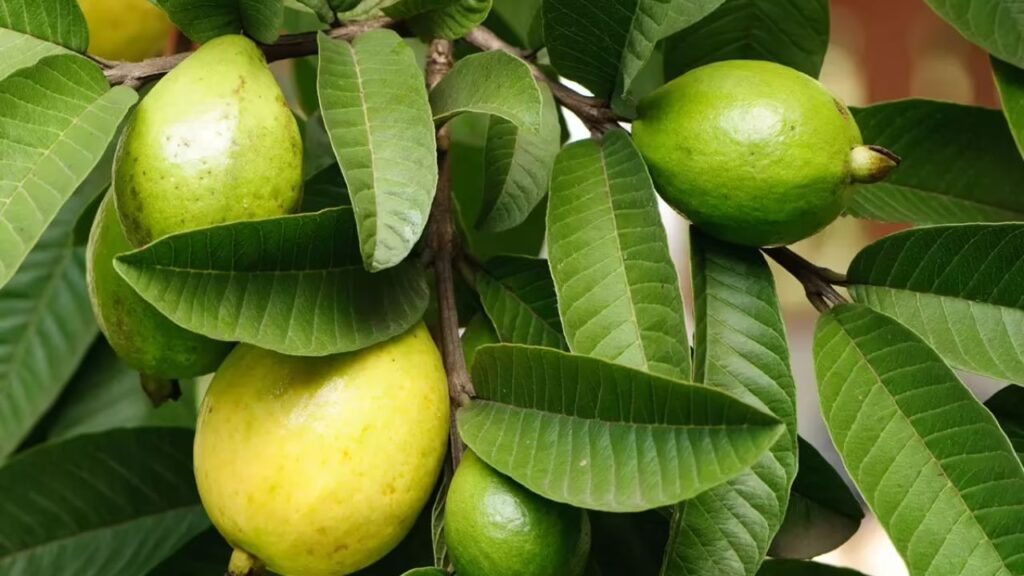 Guava Leaves Benefits