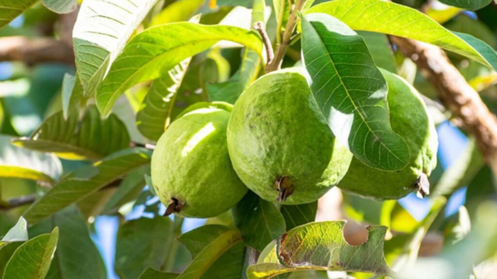 Guava Leaves Benefits