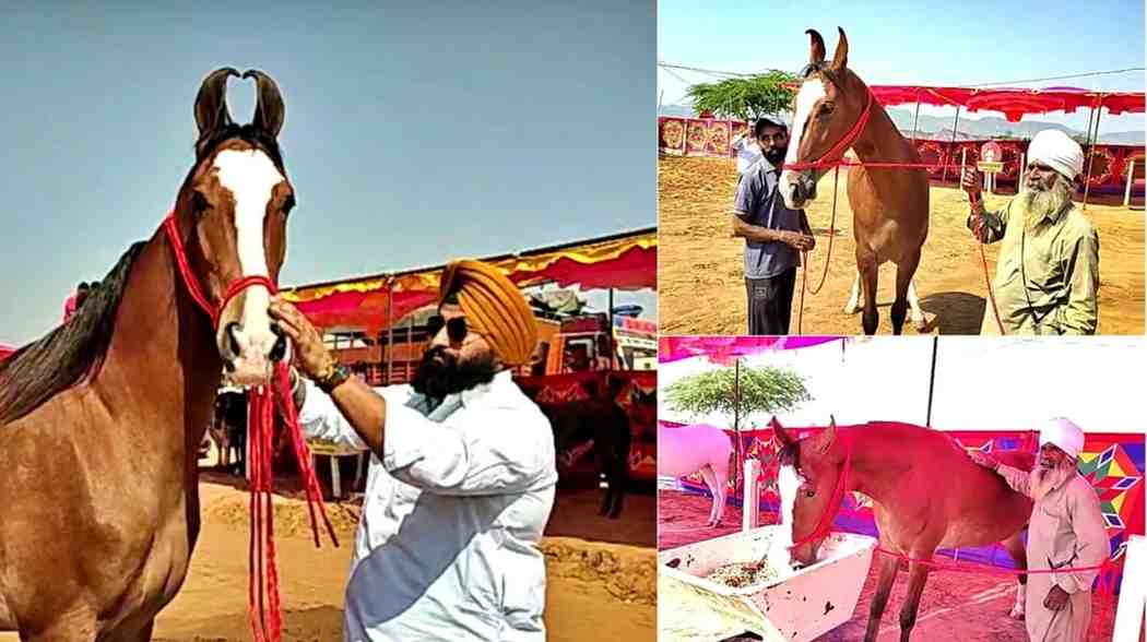 Pushkar Pashu Mela: पुष्कर मेला में नगीना घोड़ी की लगी एक करोड़ की बोली, 5 बार की विश्व विजेता है नगीना