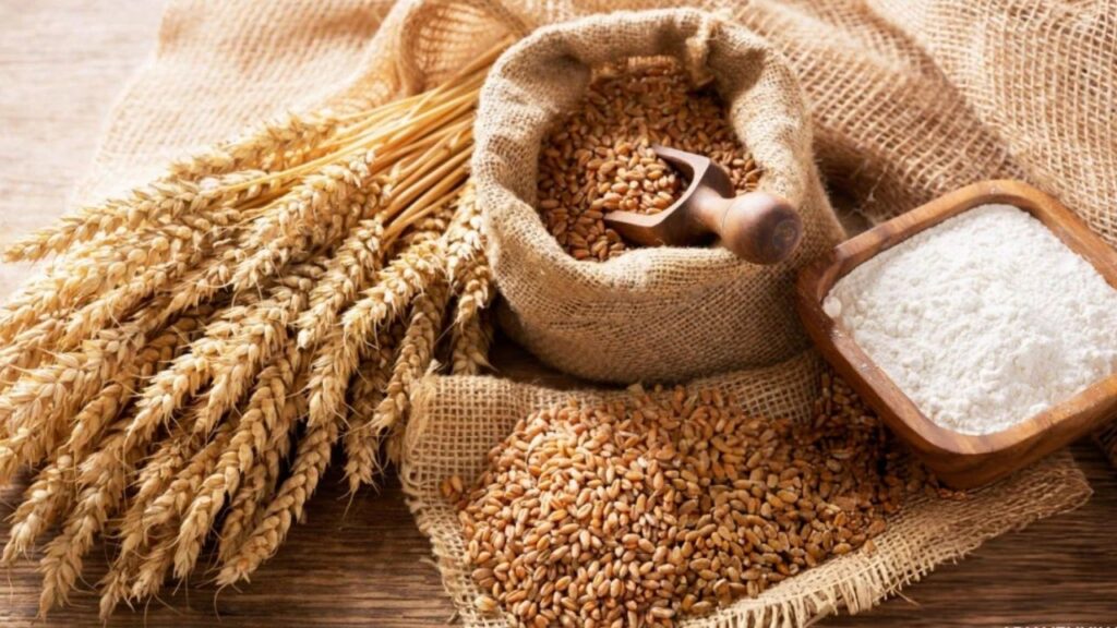 Whole Wheat Flour or Multigrain Flour