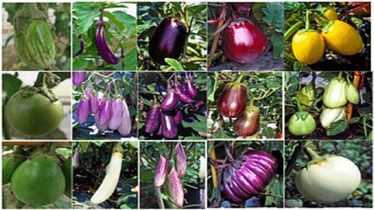 भारतवासी बेंगन की दिलचस्प कहानी, कुछ अनजानी कुछ पहचानी !