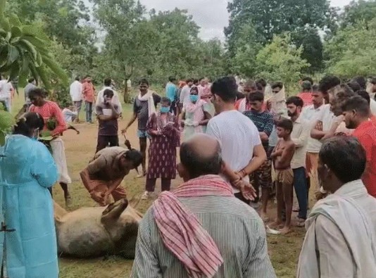 Sensational case of cow slaughter in Singrauli
