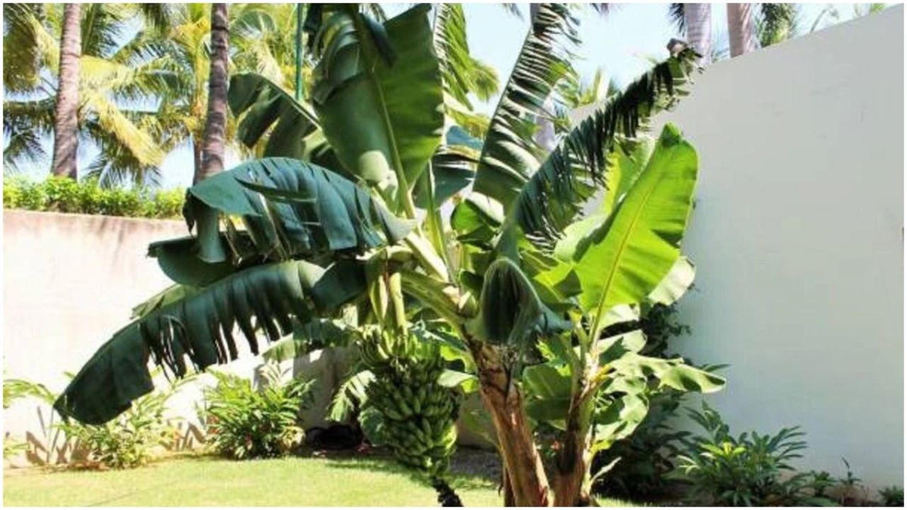 वास्तु के अनुसार घर में केले का पेड़ लगाने के फायदे और धन-संपदा प्राप्ति