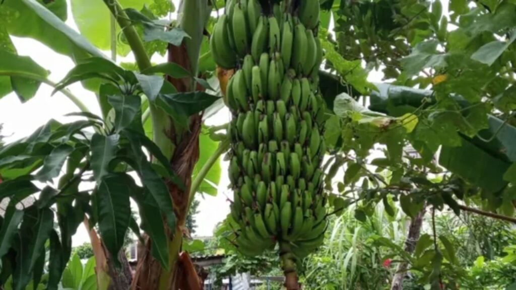 Vastu Benefit Of Banana Tree