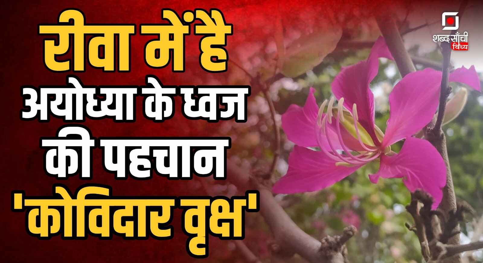 Kovidar Tree In Rewa | रीवा में है अयोध्या के धर्मध्वज की पहचान कोविदार वृक्ष