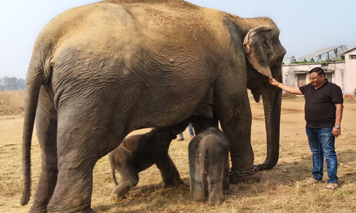 एमपी के पन्ना में पहली बार हथिनी अनारकली ने दिए जुड़वा बच्चों को जन्म, नन्हे मेहमानों से खुशी का माहौल